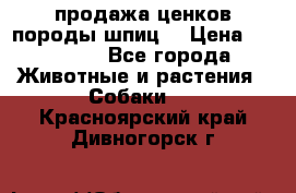 продажа ценков породы шпиц  › Цена ­ 35 000 - Все города Животные и растения » Собаки   . Красноярский край,Дивногорск г.
